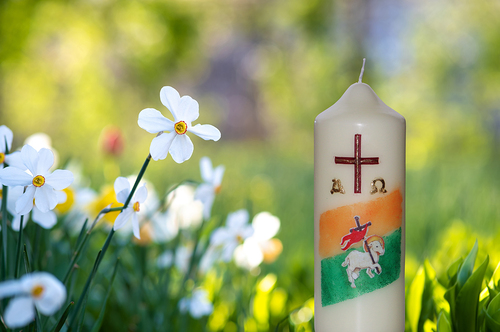 White tender narcissus flowers blooming in spring garden.